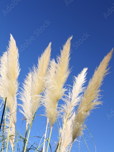 Photo: Canne al vento Canne al vento