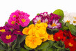 Photo en ligne au meilleur prix primrose
