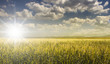 campo