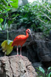 Ibis dans le zoo de New York