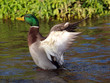 Stockente