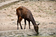 image of deer drinking water at pond image of deer drinking water at pond