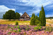 Heideblüte in der Lüneburger Heide