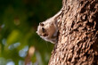Photo: Chipmunk Chipmunk
