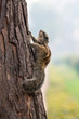 Photo: Chipmunk Chipmunk