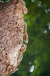 Photo: Chipmunks Chipmunks