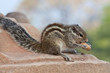 Photo: Chipmunk with nut Chipmunk with nut