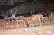 Photo: Blackbuck Blackbuck