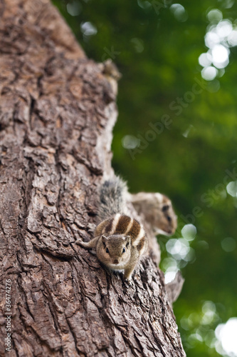 Photo: Chipmunks Chipmunks