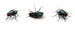Fly Set