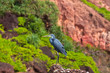 Foto: Lonely heron (Egretta ardesiaca) on the sea shore Lonely heron (Egretta ardesiaca) on the sea shore