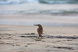Photo: Lonely heron on the sea shore Lonely heron on the sea shore