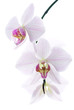 Snow white orchids isolated background