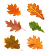 collection autumn leaves of oak isolated on white background