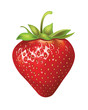 strawberries. vector illustration of a realistic strawberries. vector illustration of a realistic