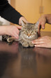 beim Tierarzt - Katze auf Behandlungstisch