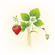 strawberries. vector illustration of a realistic strawberries. vector illustration of a realistic
