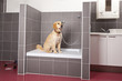 beim Tierarzt - Hund sitzt in Tierdusche