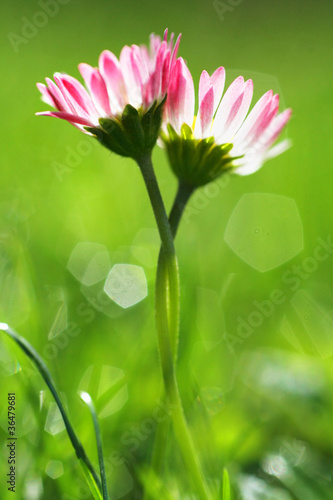Photo: Two daisys in love Two daisys in love