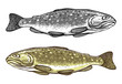 Vector illustration of Trout  in vintage engraved style