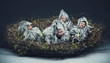 Conceptual photo of a nestling child