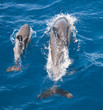 Common Dolphins, Bay of Islands, New Zealand