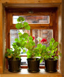 Geranium flowers Geranium flowers