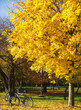 two bikes in the autumnal park