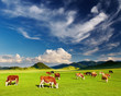 Grazing cows