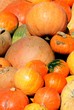 pumpkins