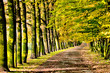 Road in the park