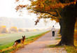Road in the park
