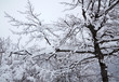 Winter tree