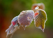 Frozen autumn leaves