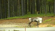 Deer on the highway Deer on the highway