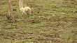 Ostrich eats the grass