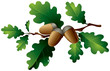 Oak leaves and acorns