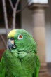 Yellow-crowned Amazon Parrot Yellow-crowned Amazon Parrot