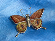 butterfly trinket ob blue fabrics