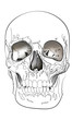 skull