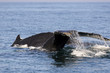 Humpback Whale
