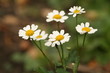 Small camomiles