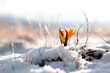 yellow snowdrop in high mountain valley
