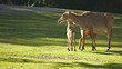 Photo: mother and kids mother and kids