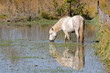 Camarguais