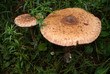 Two parasol mushrooms