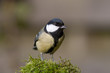 Great Tit