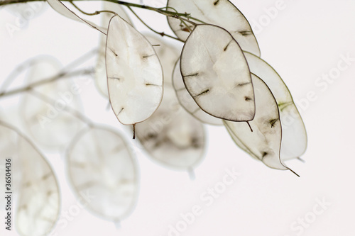 Photo: Lunaria annua - Silberblatt Lunaria annua - Silberblatt