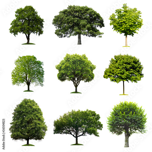 Photo: Trees Collection Trees Collection