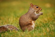 Eichhörnchen - squirrel with nut
